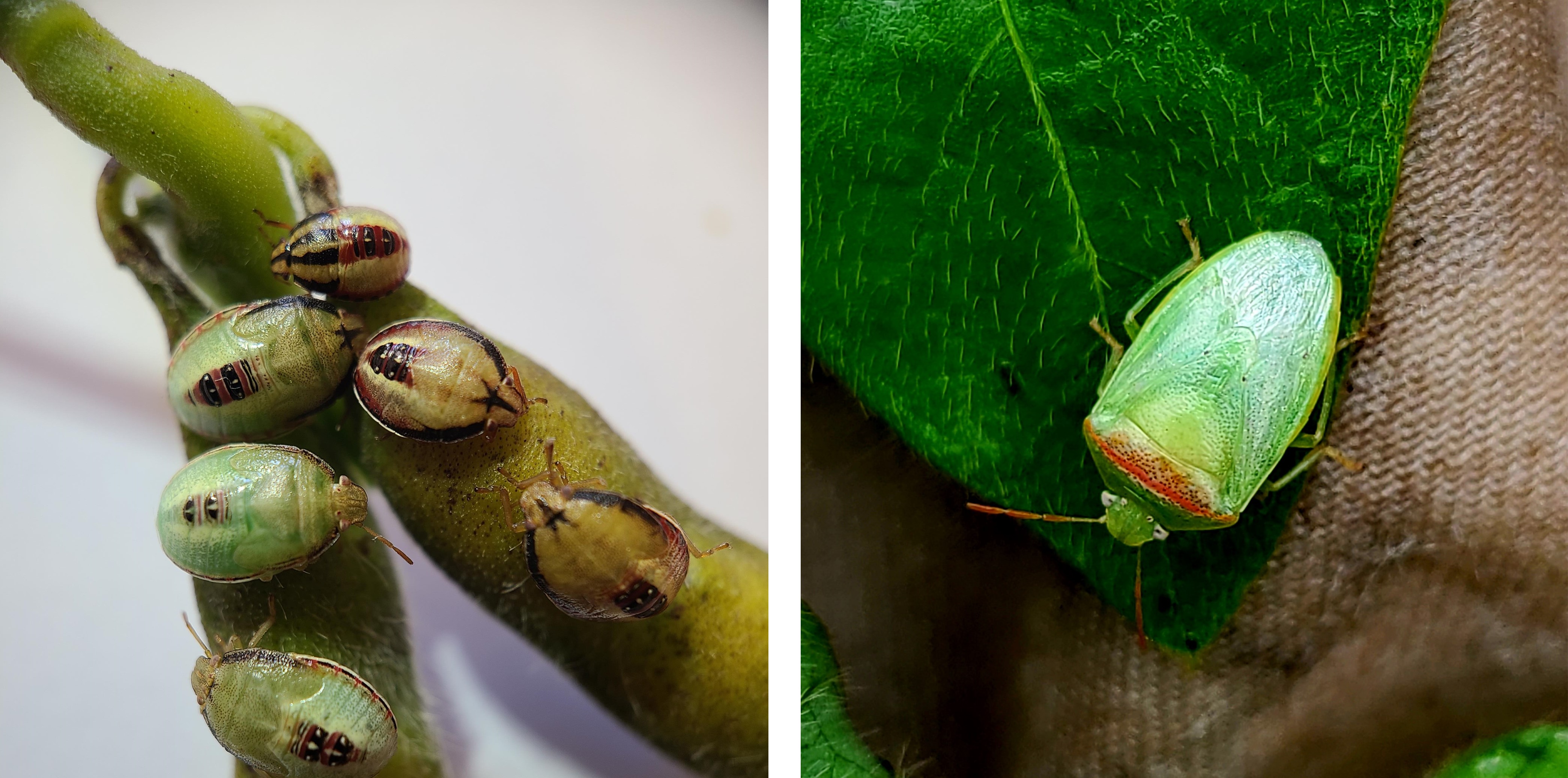 Monitoring and Management of Redbanded Stinkbugs in Soybean